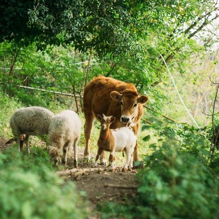 Domus Agricolae Corallina Τόρρε ντελ Γκρέκο Εξωτερικό φωτογραφία
