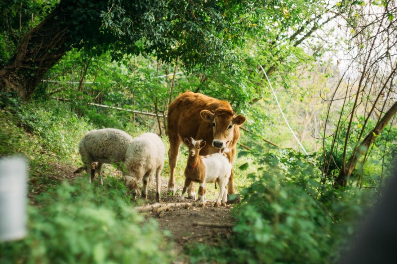 Domus Agricolae Corallina Τόρρε ντελ Γκρέκο Εξωτερικό φωτογραφία