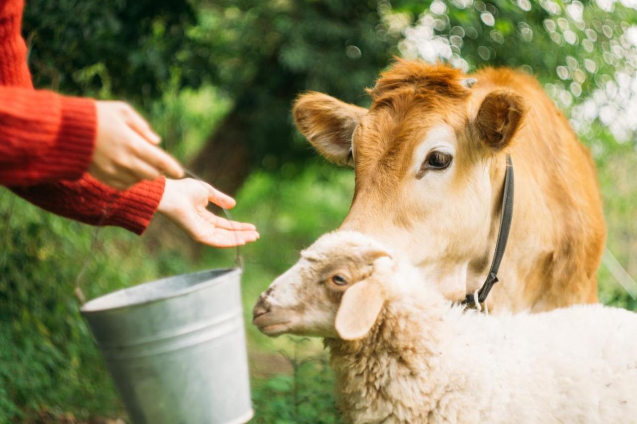 Domus Agricolae Corallina Τόρρε ντελ Γκρέκο Εξωτερικό φωτογραφία