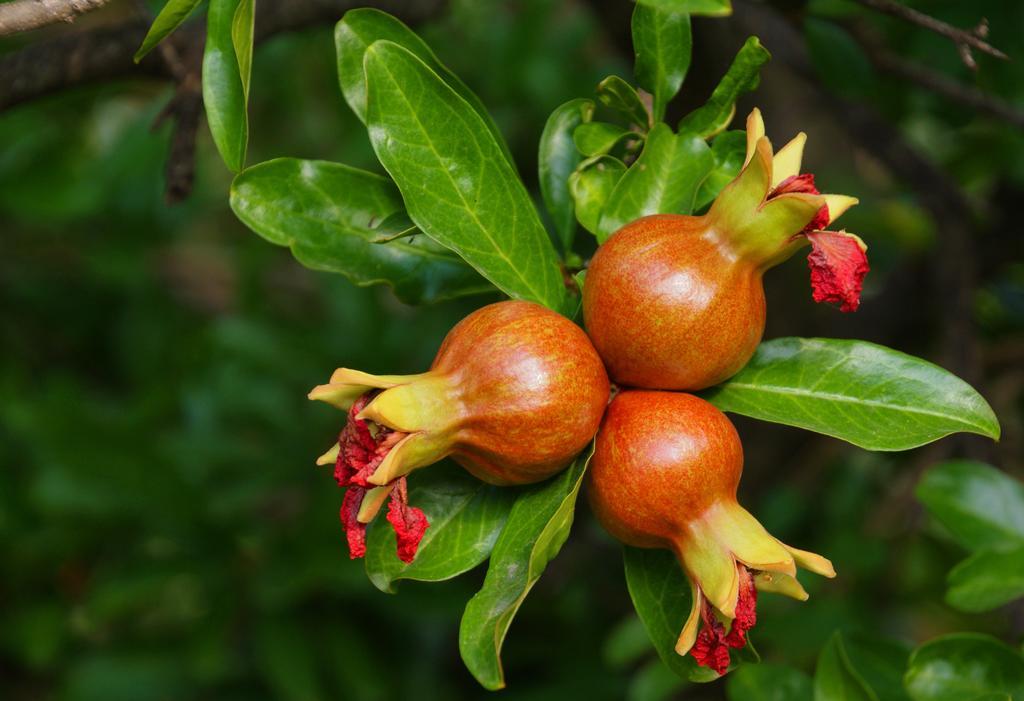 Domus Agricolae Corallina Τόρρε ντελ Γκρέκο Εξωτερικό φωτογραφία